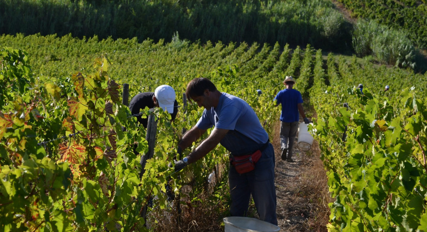 CAPEZZANA WINE TOUR EXPERIENCE